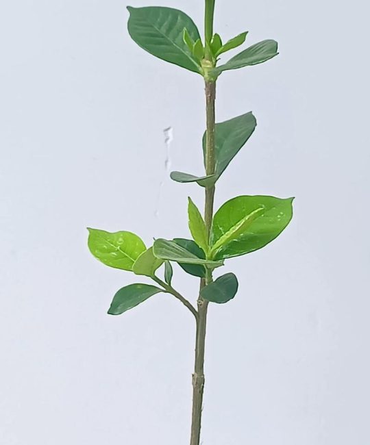 栀子花刚换盆可以晒太阳吗？换盆后光照管理全攻略