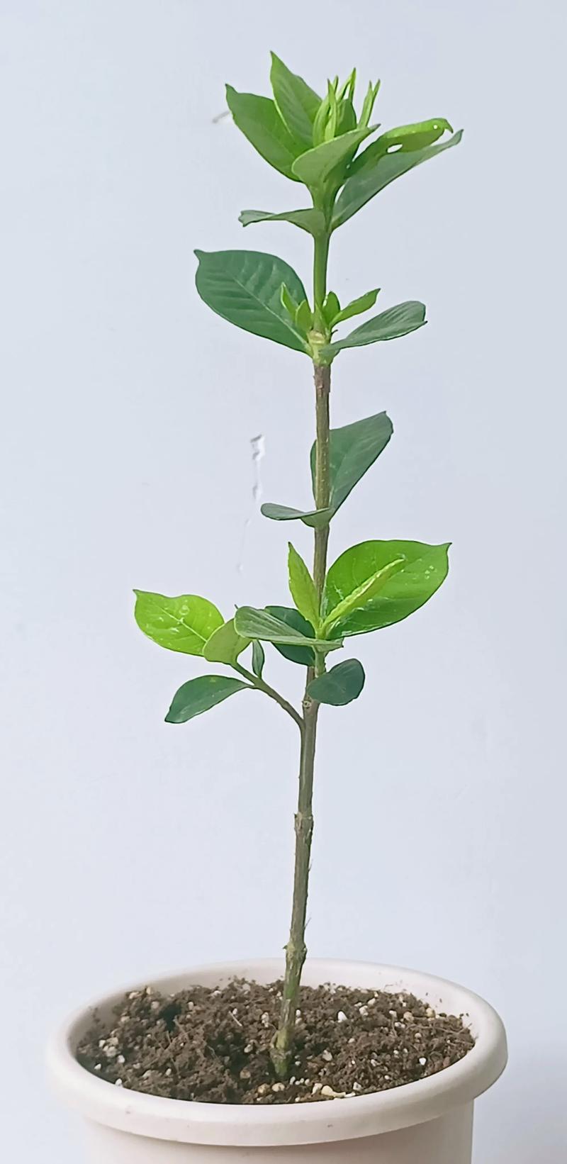 栀子花刚换盆可以晒太阳吗？换盆后光照管理全攻略