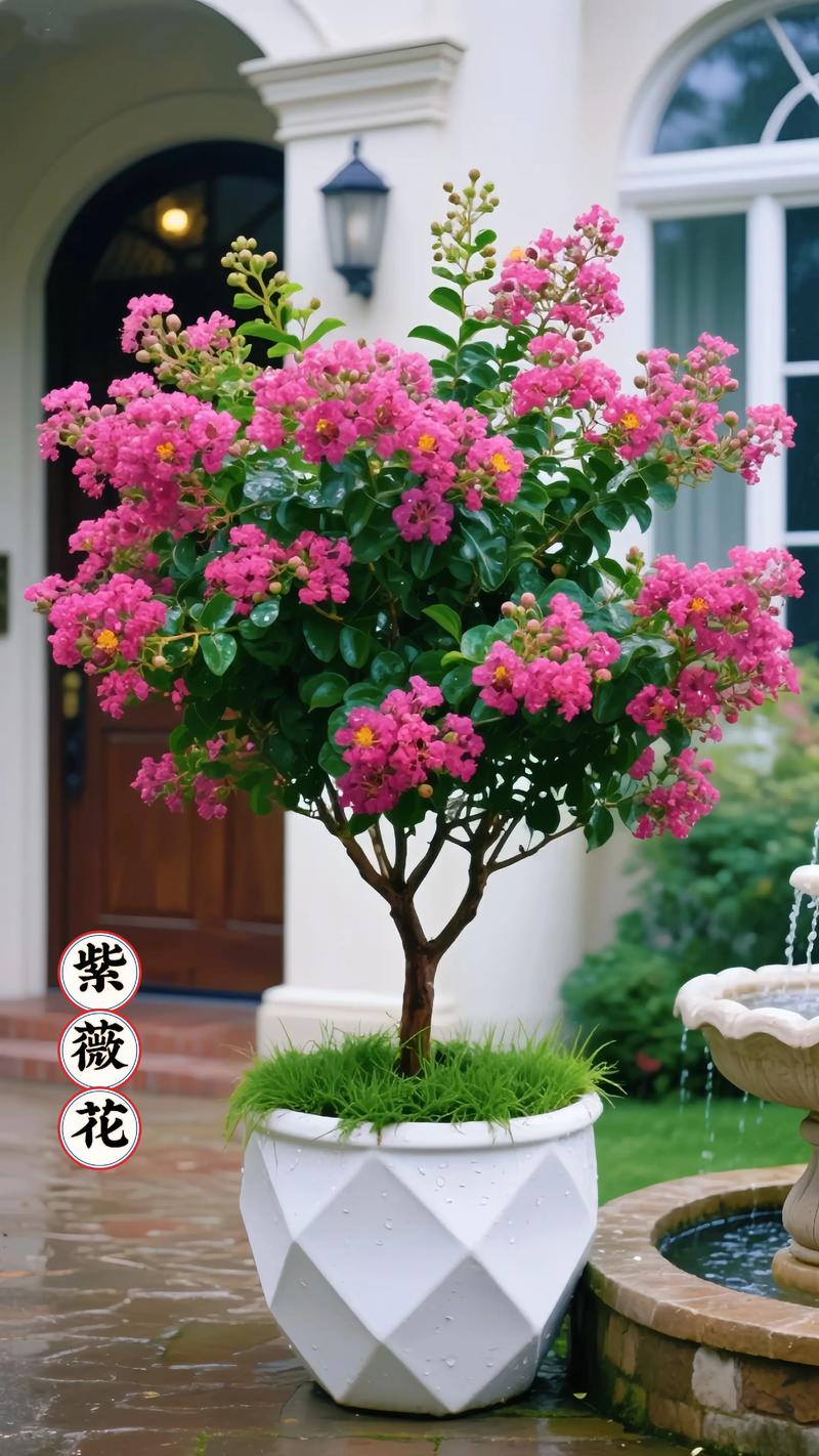 庭院适合种紫薇吗?紫薇庭院地栽完整种植指南 一、适宜时间