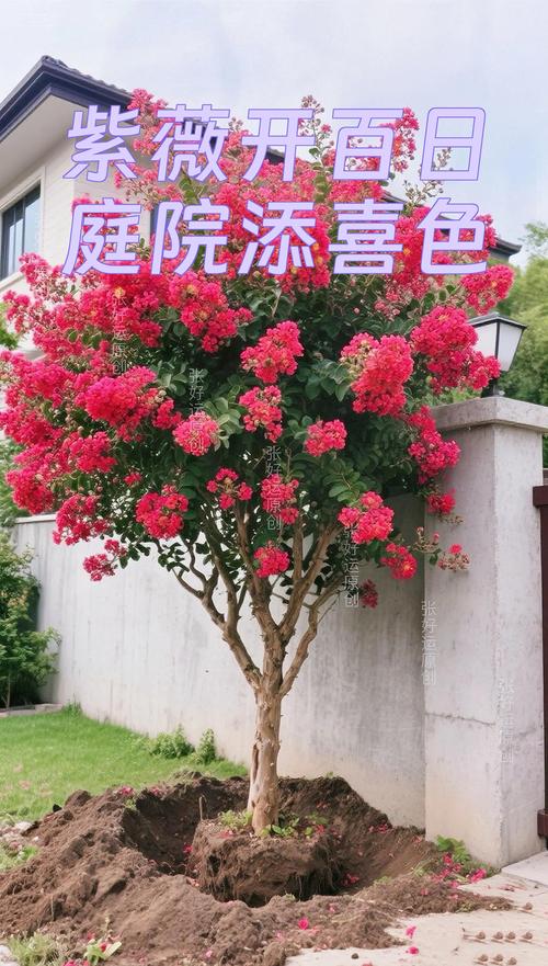庭院适合种紫薇吗?紫薇庭院地栽完整种植指南 五、浇定根水
