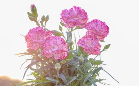 康乃馨是什么花——全面认识这种经典花卉植物