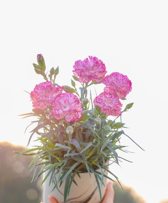 康乃馨是什么花——全面认识这种经典花卉植物