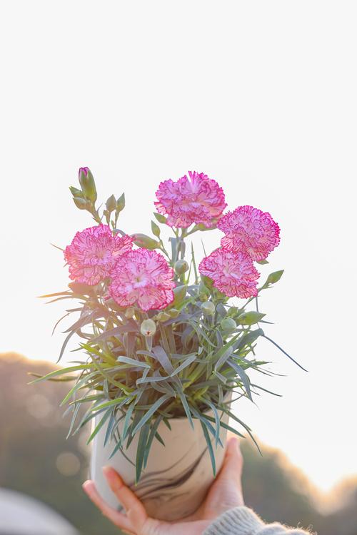 康乃馨是什么花——全面认识这种经典花卉植物 康乃馨是什么花——全面认识这种经典花卉植物