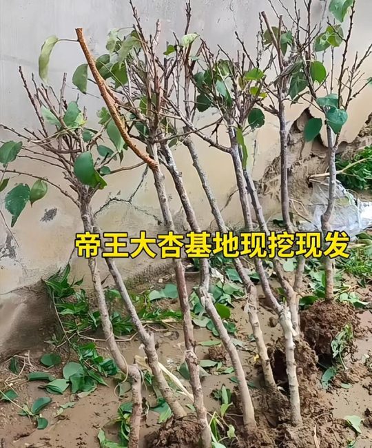 杏树能嫁接山楂树吗？答案是不能，原因在这三个关键差异