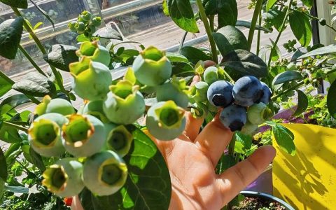 蓝莓浇什么水最好：pH值控制在4.5-5.5的酸性水是唯一选择