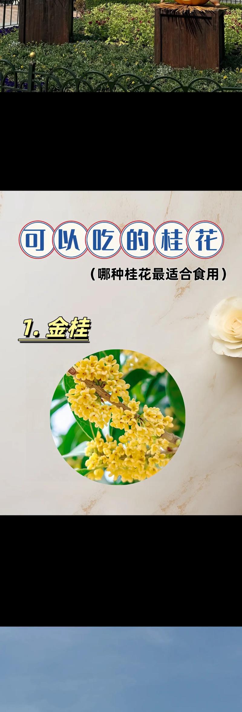 四、园艺小贴士：如何让桂花年年丰产