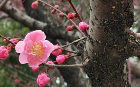 一棵梅花树多少钱？2025年最新规格价格参考与影响因素分析