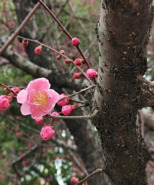 一棵梅花树多少钱？2025年最新规格价格参考与影响因素分析