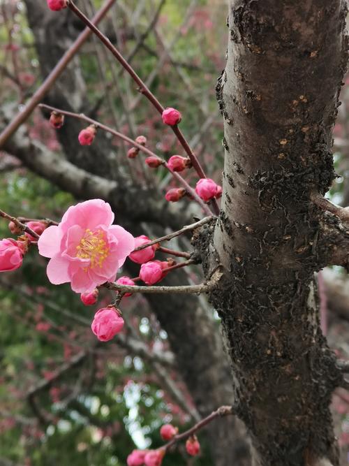 一棵梅花树多少钱?2025年最新规格价格参考与影响因素分析 一棵梅花树多少钱?2025年最新规格价格参考与影响因素分析