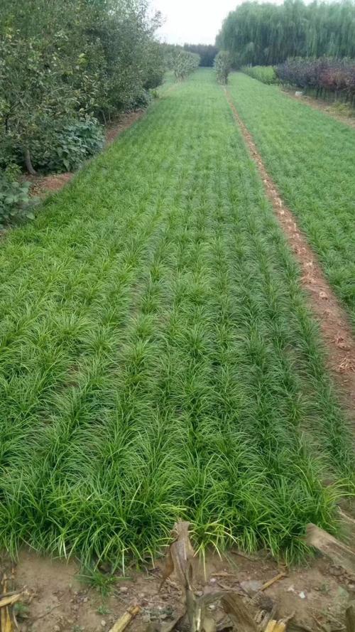 咨询指南：如何获取最准确的丹麦草报价？