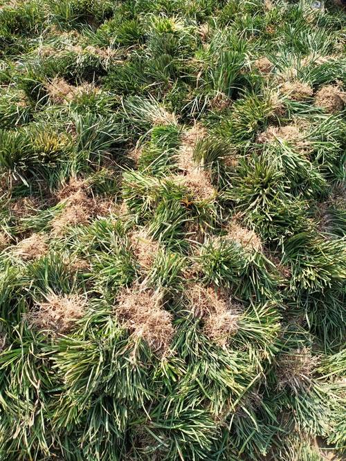 丹麦草价格参考表格