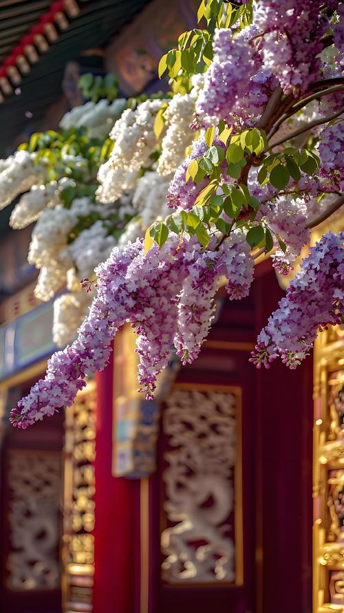 丁香花什么时候开？一文读懂花期、品种与养护细节