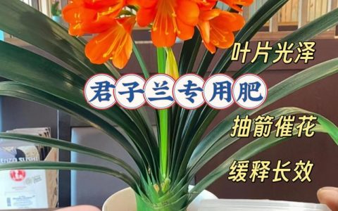 君子兰什么时候施肥最合适？家庭养护全指南