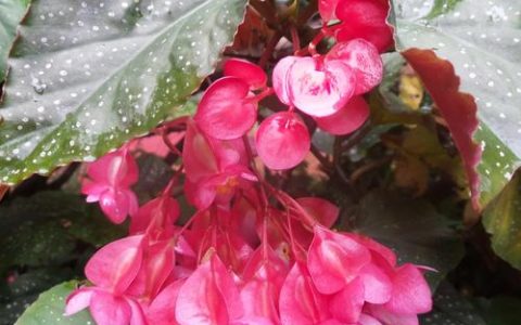 竹节海棠不开花怎么办？4步排查原因与精准促花方案