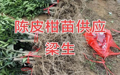 柑橘种苗哪里卖？2026年采购渠道避坑指南与苗木质量自检标准