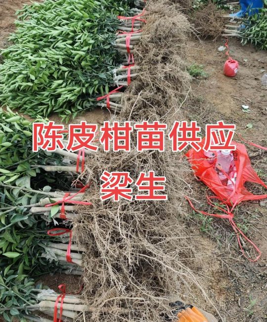 柑橘种苗哪里卖？2026年采购渠道避坑指南与苗木质量自检标准
