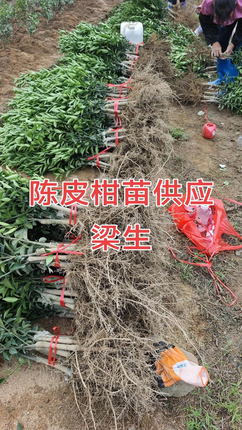 柑橘种苗哪里卖?2026年采购渠道避坑指南与苗木质量自检标准 柑橘种苗哪里卖?2026年采购渠道避坑指南与苗木质量自检标准