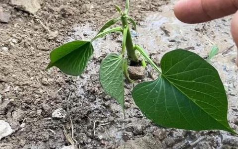 红薯扦插苗的正确方法：从选苗到成活率提升90%的实操指南