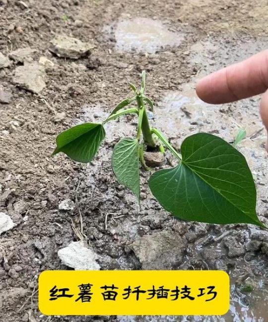 红薯扦插苗的正确方法：从选苗到成活率提升90%的实操指南