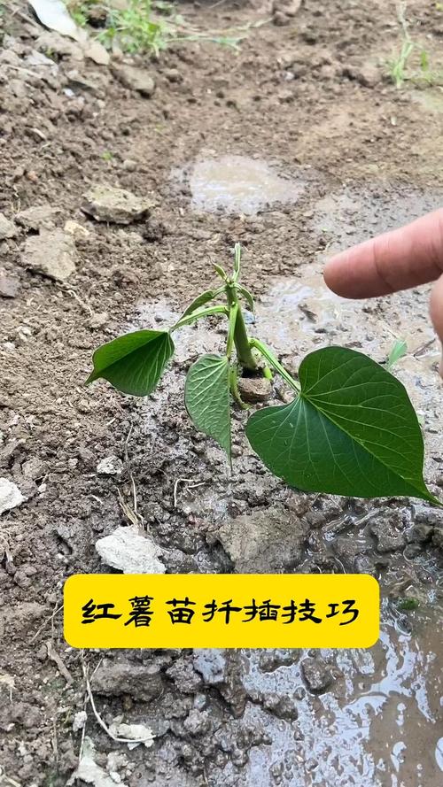 红薯扦插苗的正确方法:从选苗到成活率提升90%的实操指南 红薯扦插苗的正确方法:从选苗到成活率提升90%的实操指南