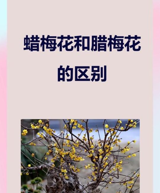 腊梅和梅花有什么区别？6维度对比与养护指南