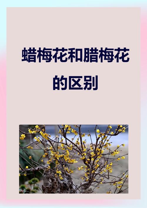 腊梅和梅花有什么区别?6维度对比与养护指南 腊梅和梅花有什么区别?6维度对比与养护指南