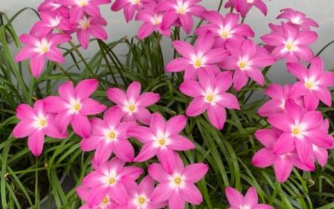 夏天种什么植物好养活？这5种“耐热王者”让你轻松度夏