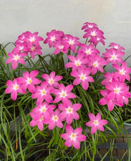 夏天种什么植物好养活?这5种“耐热王者”让你轻松度夏 夏天种什么植物好养活?这5种“耐热王者”让你轻松度夏