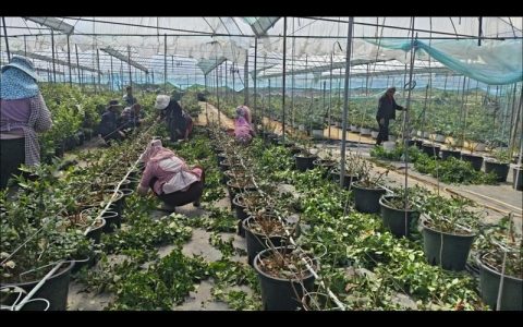 蓝莓苗修剪全攻略：从定植到丰产的科学修剪方法