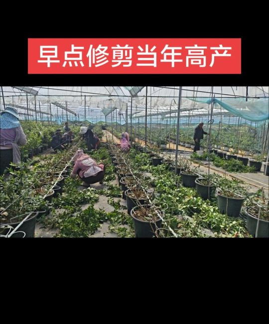 蓝莓苗修剪全攻略：从定植到丰产的科学修剪方法