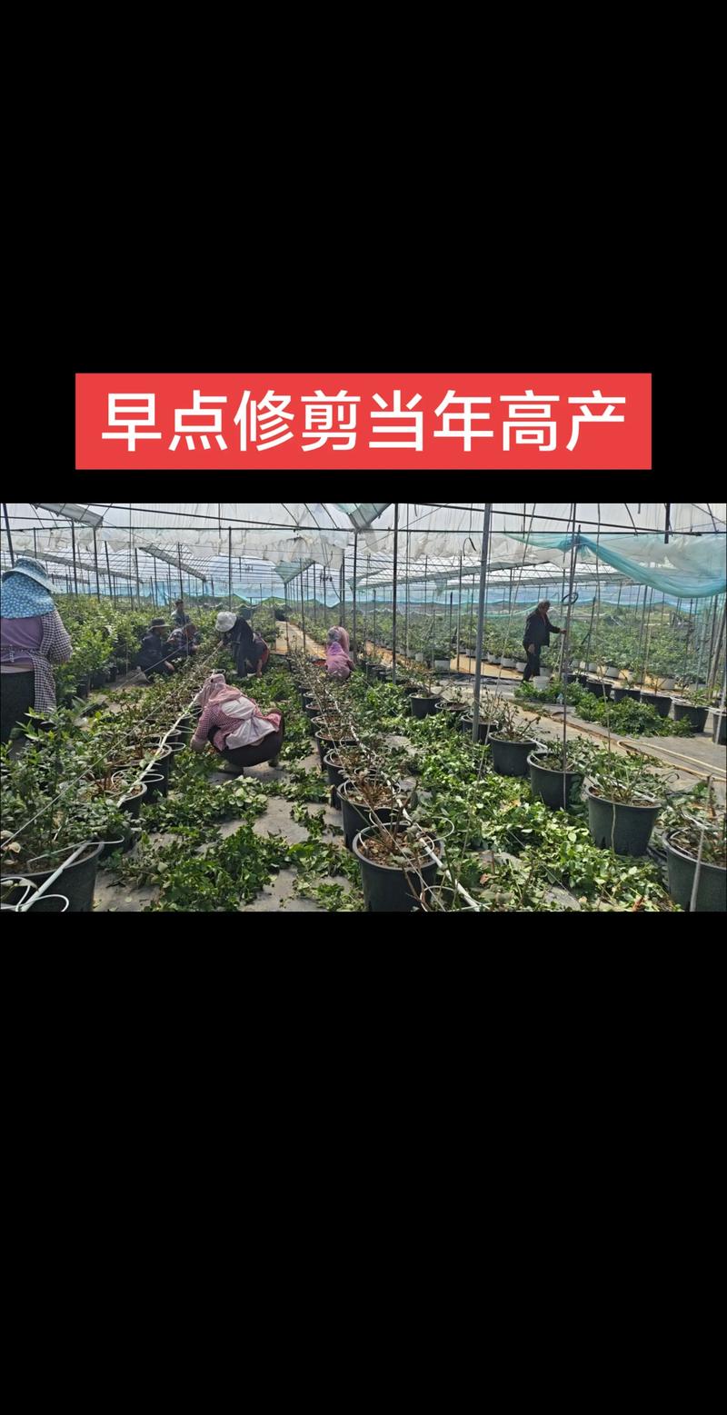 蓝莓苗修剪全攻略:从定植到丰产的科学修剪方法 浇水:维持土壤持续湿润但不积水,是蓝莓苗长得好的关键