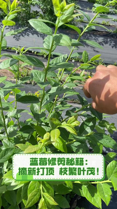 蓝莓苗修剪全攻略:从定植到丰产的科学修剪方法 光照:充足阳光是花芽分化和果实甜度的保障,但幼苗期需适当遮阴