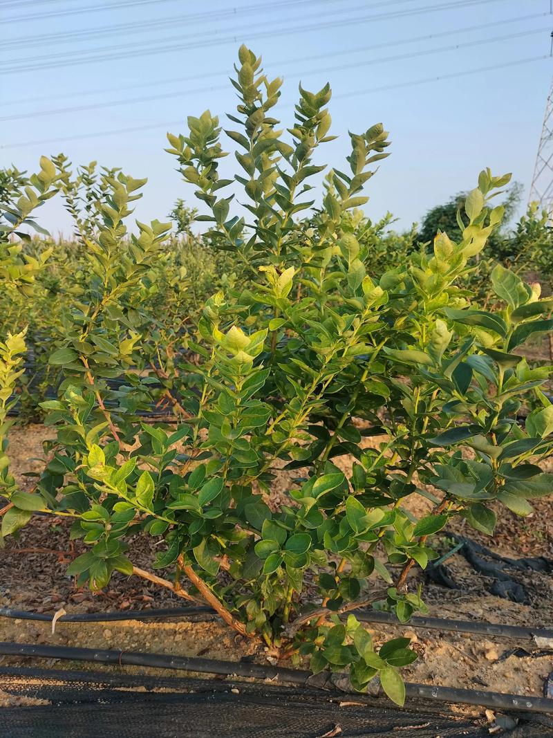 蓝莓苗修剪全攻略:从定植到丰产的科学修剪方法 施肥:薄肥勤施,以酸性肥料为主,避免使用含氯肥料