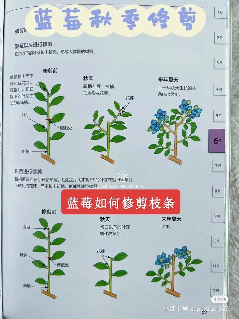 蓝莓苗修剪全攻略:从定植到丰产的科学修剪方法 换盆/田间管理:盆栽蓝莓建议每2-3年换盆一次,地栽蓝莓重点在于土壤改良