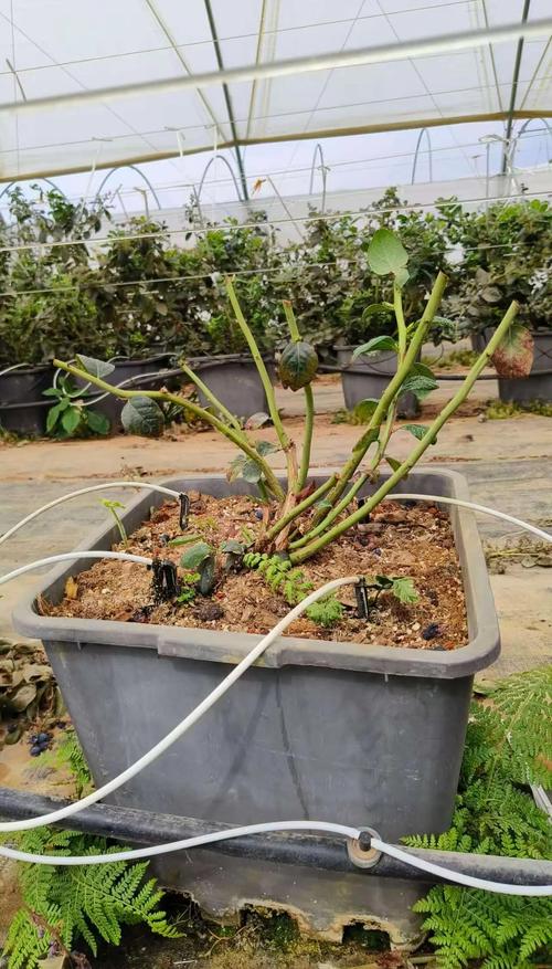 蓝莓苗修剪全攻略:从定植到丰产的科学修剪方法 修剪:合理的修剪是蓝莓丰产稳产的核心技术,主要目的是更新结果枝、维持树势、控制结果量