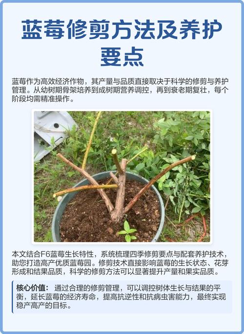 蓝莓苗修剪全攻略:从定植到丰产的科学修剪方法 越冬越夏:多数蓝莓品种需要一定低温积累才能正常开花结果,而夏季高温高湿容易引发病害