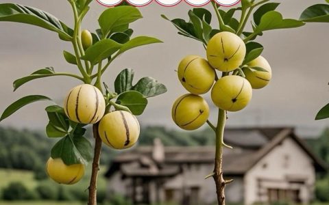 人参果怎么种植方法：从选种到成活的全套技术指南