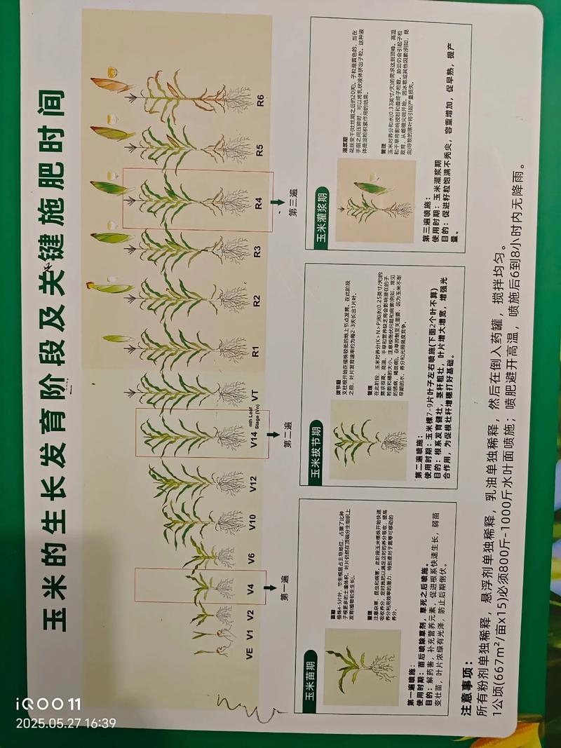 光照：叶面肥的吸收效率与光照强度密切相关，需避开强光时段