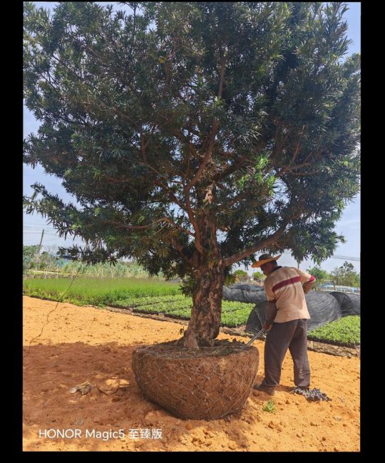 罗汉松什么时候移栽容易成活？掌握最佳时间与5个关键步骤