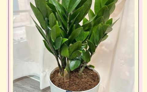 钱多多植物（金钱木）养护指南：从浇水到换盆，一篇讲透