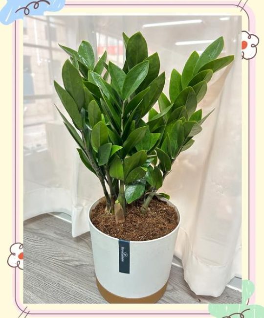 钱多多植物（金钱木）养护指南：从浇水到换盆，一篇讲透