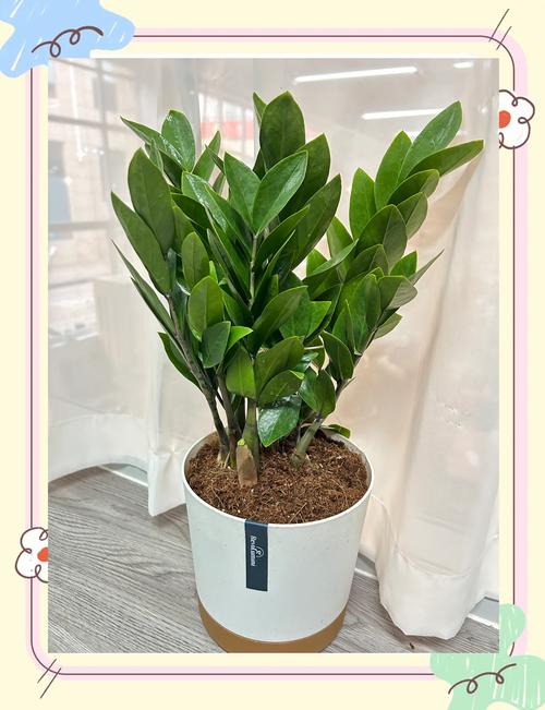 钱多多植物(金钱木)养护指南:从浇水到换盆,一篇讲透 浇水:干透浇透,是钱多多最安全的浇水方式