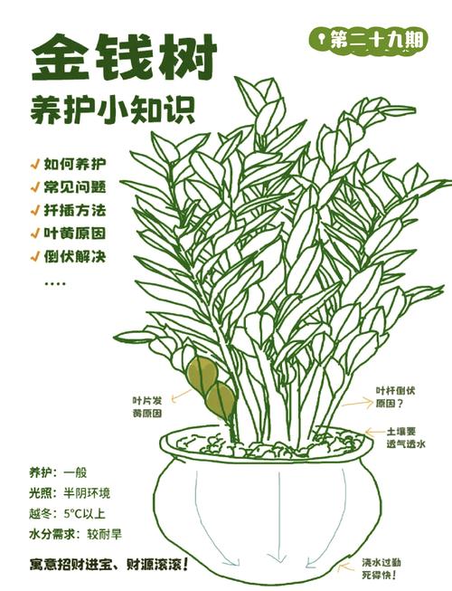 钱多多植物(金钱木)养护指南:从浇水到换盆,一篇讲透 光照:喜欢明亮散射光,避免长时间暴晒