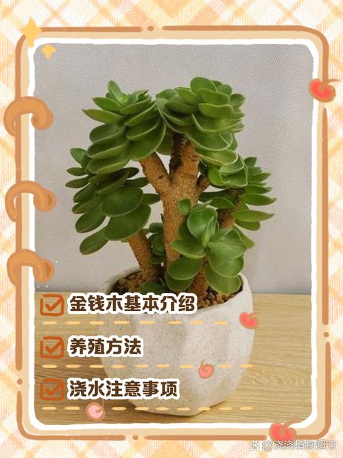 钱多多植物(金钱木)养护指南:从浇水到换盆,一篇讲透 修剪:以叶片修剪为主,促进株型紧凑