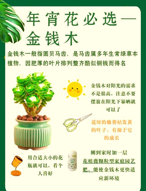 钱多多植物(金钱木)养护指南:从浇水到换盆,一篇讲透 施肥:薄肥勤施,生长期每月1-2次即可