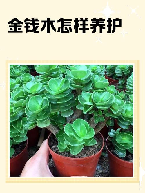 钱多多植物(金钱木)养护指南:从浇水到换盆,一篇讲透 越冬越夏:冬季控水保温,夏季通风遮阴