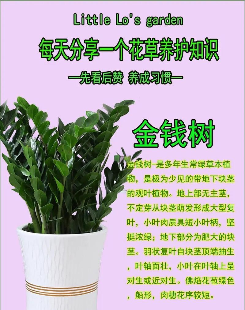 钱多多植物(金钱木)养护指南:从浇水到换盆,一篇讲透 换盆:每1-2年换盆一次,春季为佳