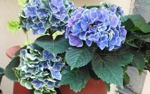 绣球花又叫什么花？学名、别名及品种全解析