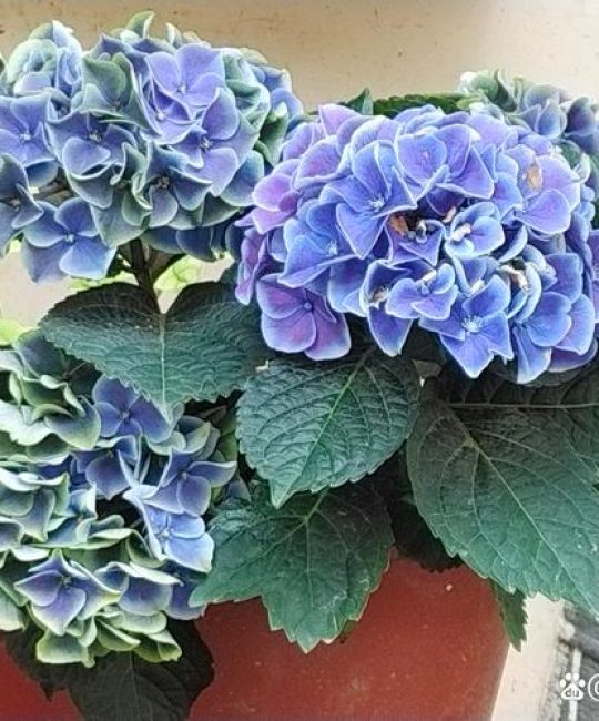 绣球花又叫什么花？学名、别名及品种全解析