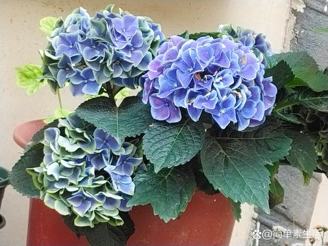 绣球花又叫什么花?学名、别名及品种全解析 绣球花又叫什么花?学名、别名及品种全解析